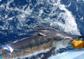 Mein erster Striped Marlin der einen GPS Sender trägt