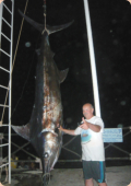 Mein bisher größter Blue Marlin - Thanks Callum & Crew