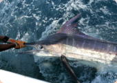 Nice Striped Marlin